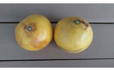 パール柑 【規格外品】ご家庭用 約4kg サイズ不選別 【2026年1月下旬～2月下旬迄発送予定】