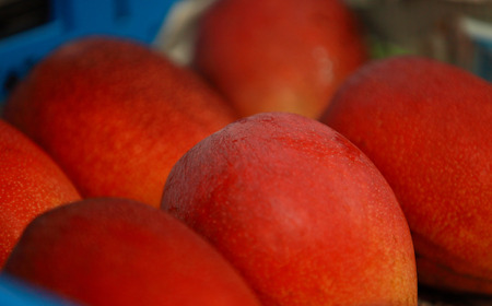 熊本県産　完熟マンゴー（家庭用）約1kg前後  【2026年7月上旬～8月下旬迄順次発送予定】