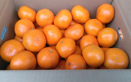 みかん 5kg サイズ2L～2S 蜜柑 ミカン フルーツ 果物 くだもの 柑橘 熊本産 九州産 【2025年10月下旬～2026年2月下旬発送予定】