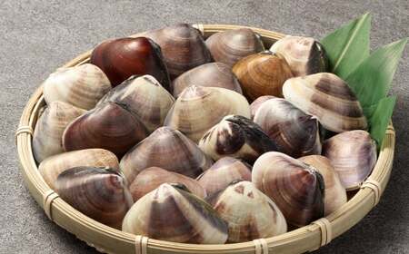 冷凍活地 ハマグリ （中から大） 1kg 無添加 熊本 熊本産 ハマグリ 貝 魚介類 お手軽 砂抜き 特殊冷凍