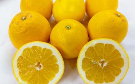 河内晩柑【手選別まごころ選果】約10kg サイズ不選別 晩柑 ばんかん 柑橘 くだもの 果物 フルーツ 【2026年2月上旬～3月下旬発送予定】