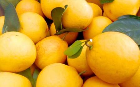 河内晩柑【手選別まごころ選果】約10kg サイズ不選別 晩柑 ばんかん 柑橘 くだもの 果物 フルーツ 【2026年2月上旬～3月下旬発送予定】