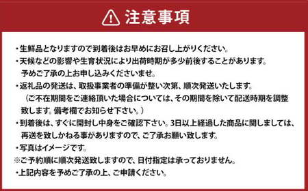 デコポン 約3kg （15～24玉） 果物 くだもの フルーツ 柑橘 【2026年2月下旬～3月下旬迄順次発送予定】