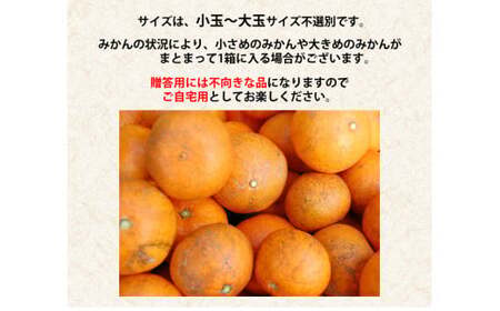 訳ありみかん 約5kg みかん 蜜柑 果物 くだもの フルーツ 【2025年10月下旬~2026年2月下旬発送予定】