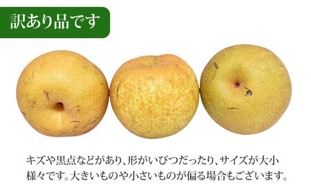 訳あり 梨 3kg なし ナシ くだもの 果物 フルーツ 国産 九州 熊本県 熊本市 冷蔵 【2026年8月上旬～10月下旬迄発送予定】