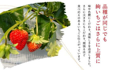 【絢】 いちご 約500g （約250g×2） ゆうべに 苺 【絢音ベリー農園】 厳選 希少 【2026年3月上旬～4月下旬迄発送予定】 イチゴ 果物 果実 フルーツ 熊本県産 国産 九州 熊本県 熊本市 冷蔵