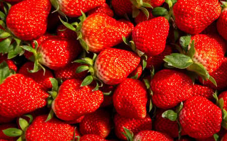 【絢】 いちご 約1kg （約250g×4） 恋みのり 苺 【絢音ベリー農園】 厳選 希少 【2026年3月上旬～4月下旬迄発送予定】 イチゴ 果物 果実 フルーツ 熊本県産 国産 九州 熊本県 熊本市 冷蔵