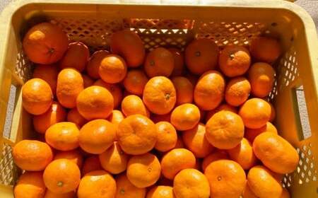 熊本県 河内産 みかん まぼろしのみかん今村 3kg 有機肥料使用 【2026年2月上旬~2月下旬迄発送予定】 / 今村温州 いまむらうんしゅう 今村みかん 幻のみかん 希少 ミカン 蜜柑 晩生みかん おくてみかん 晩生 温州みかん うんしゅうみかん 河内みかん 果物 くだもの フルーツ 柑橘 果実