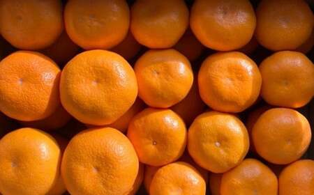 熊本県 河内産 みかん まぼろしのみかん今村 3kg 有機肥料使用 【2026年2月上旬~2月下旬迄発送予定】 / 今村温州 いまむらうんしゅう 今村みかん 幻のみかん 希少 ミカン 蜜柑 晩生みかん おくてみかん 晩生 温州みかん うんしゅうみかん 河内みかん 果物 くだもの フルーツ 柑橘 果実