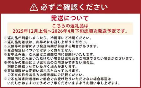 絢音ベリー農園 絢 いちご ゆうべに 500g (250g× 2パック) 熊本県産 フルーツ ギフト 厳選 イチゴ 苺 果物 【2025年12月上旬~2026年4月下旬迄順次発送予定】