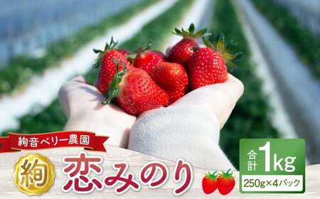 絢音ベリー農園 絢 いちご 恋みのり 1kg （250g×4パック） 苺 先行予約 熊本県 フルーツ 厳選 【2025年12月上旬～2026年4月下旬迄順次発送予定】