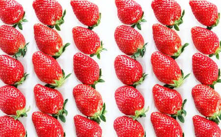 吉次いちご 24~33粒 700g以上【2026年1月上旬~3月下旬迄順次発送予定】果物 フルーツ イチゴ 苺