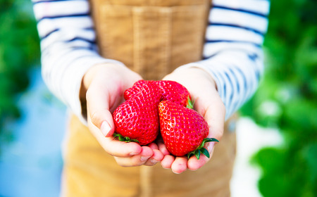 吉次いちご 24~33粒 700g以上【2026年1月上旬~3月下旬迄順次発送予定】果物 フルーツ イチゴ 苺