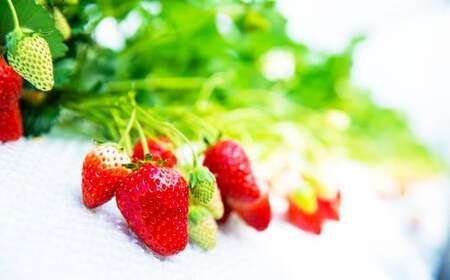 吉次いちご 24~33粒 700g以上【2026年1月上旬~3月下旬迄順次発送予定】果物 フルーツ イチゴ 苺