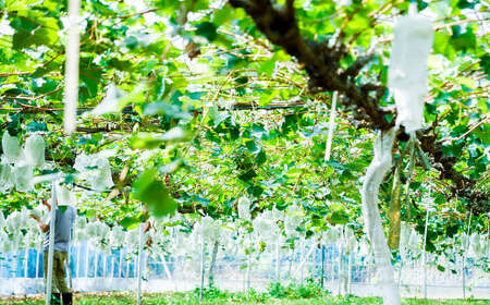 シャインマスカット 約1.5kg（2～3房）【2026年7月下旬～10月下旬迄順次発送予定】果物 フルーツ マスカット ブドウ 葡萄