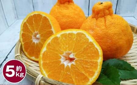 デコポン 約5kg 【2026年1月下旬～2月下旬迄順次発送予定】 みかん ミカン 蜜柑 くだもの 果物 柑橘 フルーツ 熊本県産