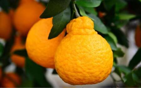 デコポン 約5kg 【2026年1月下旬～2月下旬迄順次発送予定】 みかん ミカン 蜜柑 くだもの 果物 柑橘 フルーツ 熊本県産