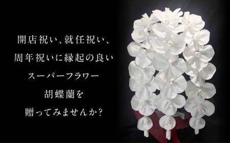 SuperFlower「胡蝶蘭ギフト」 伝統工芸花 工芸花 スーパーフラワー 国産 日本製 熊本県産 胡蝶蘭 コチョウラン こちょうらん  熊本県 熊本市