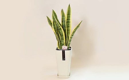 観葉植物 サンスベリア 6号 カラーポット 白 約65~75cm