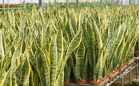 観葉植物 サンスベリア 6号 カラーポット 白 約65~75cm