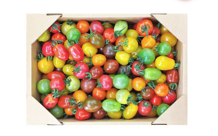 15～20種 の カラフル ミニトマト 合計約1.5kg トマト 完熟
