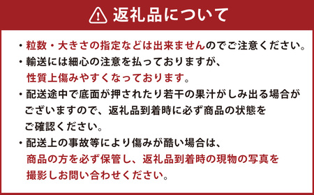 熊本産 ゆうべに 250g×4パック 計1kg【2026年2月上旬~下旬発送予定】