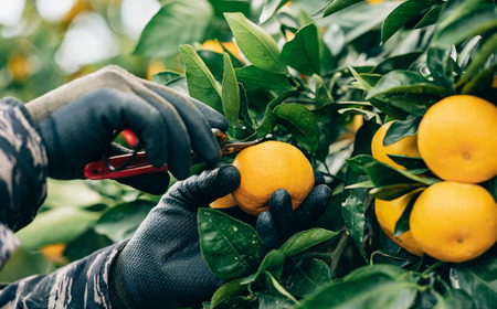 熊本県産 濃蜜 みかん 計6kg（40～70玉／S～2L） 果物 くだもの フルーツ 蜜柑 ミカン 柑橘 【2025年11月上旬～12月下旬発送予定】