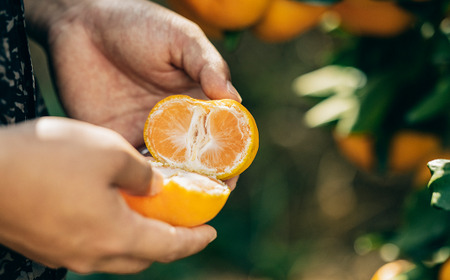 熊本県産 濃蜜 みかん 計6kg（40～70玉／S～2L） 果物 くだもの フルーツ 蜜柑 ミカン 柑橘 【2025年11月上旬～12月下旬発送予定】