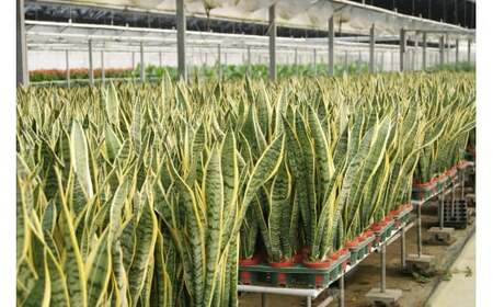 サンスベリア7号陶器スリム 白 鉢 インテリア 観葉植物 草花 樹木 ギフト