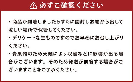 熊本市産 厳選 極上蜜柑 5kg【2024年9月上旬～2025年1月下旬発送予定】 みかん ミカン 柑橘