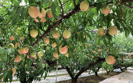 熊本市産 桃 約1.8kg 季節の品種をお届け【2026年5月下旬~7月上旬迄順次発送開始】 果物 フルーツ モモ