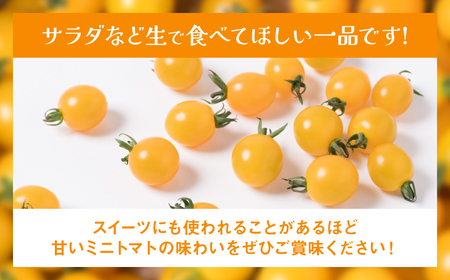 ミニトマト (黄色) 1.2kg 八代市産 宮島農園
