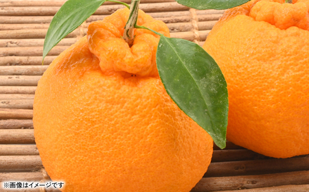 【先行予約】 不知火（デコポンと同品種） 約3kg しらぬい でこみかん 柑橘 ミカン ポンカン くだもの 果物 フルーツ 【2026年1月下旬より順次発送】