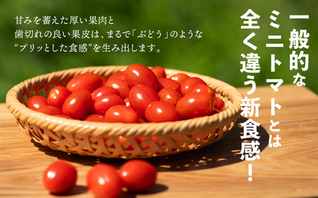 ミニトマト 純あま 130g×4パック トマト 完熟 野菜 甘い 熊本県産【2025年4月中旬より順次発送】