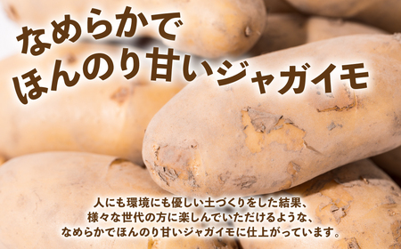 熊本県八代市産 潮風薫る新じゃがいも メークイン 10kg いも 野菜 芋 新鮮 国産 熊本県 八代市 九州 送料無料