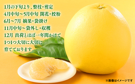 【先行予約】 熊本県八代市産 晩白柚 （ばんぺいゆ） Lサイズ 2玉 柑橘 【2026年12月上旬より順次発送】