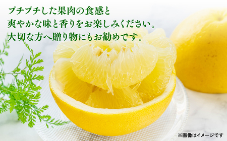 熊本県八代市産 晩白柚 （ばんぺいゆ） 2Lサイズ(約2kg)×3玉 柑橘 果物 フルーツ 熊本県産 ばんぺいゆ フルーツ 柑橘 特産品