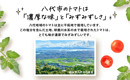 モスバーガー厳選 規格外トマトのスパイシーチキンカレー 冷凍 調理済み 食品 熊本県 八代市 コラボ