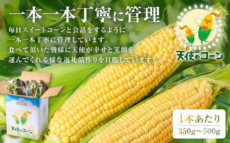 【先行予約】 熊本県八代市産「天使のコーン」2L～3Lサイズ 合計10本入り スイートコーン とうもろこし コーン料理 とうもろこし料理 【2026年5月中旬より順次発送】