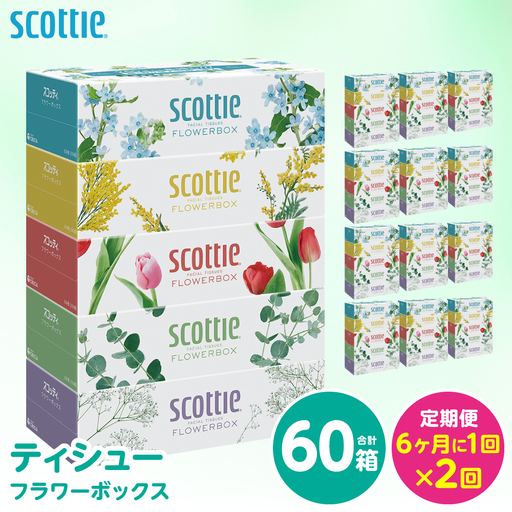 【定期便2回】【6ヶ月に1回お届け】【スコッティ】 ティシュー フラワーボックス 250組 60箱 計120箱 ティッシュ 日用品 生活必需品 消耗品 紙 まとめ買い ストック 備蓄 防災備蓄 新生活 防災 生活用品 日用消耗品 箱ティッシュ