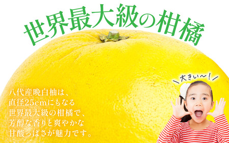晩白柚（秀2Ｌ×2玉）約4kg 柑橘 果物 フルーツ 熊本県産 ばんぺいゆ フルーツ 柑橘 特産品