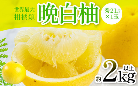 【先行予約】 晩白柚 （秀2L以上×1玉） 約2kg以上 ばんぺいゆ 果物 果実 くだもの フルーツ 柑橘 柑橘類 熊本県 八代市 【2026年12月中旬より順次発送】