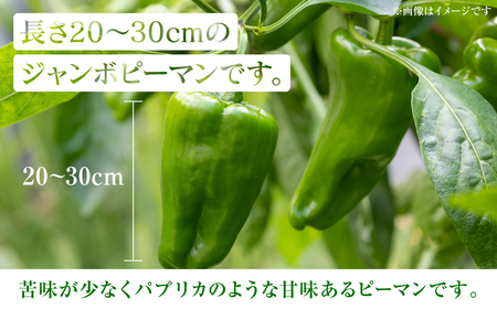 産地直送 とんがりジャンボピーマン 1.5kg 野菜 やさい 野菜炒め サラダ 夏野菜 新鮮 旬 無限ピーマン おつまみ BBQ バーベキュー 肉詰め 熊本県 八代市