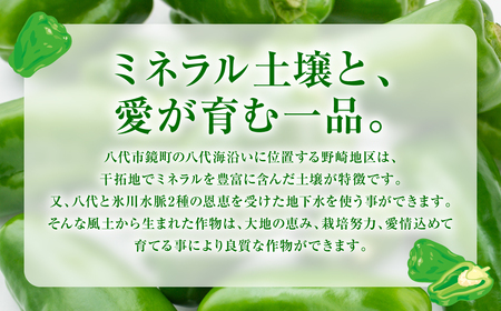 産地直送 とんがりジャンボピーマン 1.5kg 野菜 やさい 野菜炒め サラダ 夏野菜 新鮮 旬 無限ピーマン おつまみ BBQ バーベキュー 肉詰め 熊本県 八代市