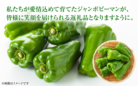 産地直送 とんがりジャンボピーマン 1.5kg 野菜 やさい 野菜炒め サラダ 夏野菜 新鮮 旬 無限ピーマン おつまみ BBQ バーベキュー 肉詰め 熊本県 八代市