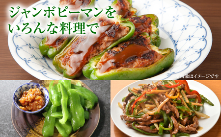 産地直送 とんがりジャンボピーマン 1.5kg 野菜 やさい 野菜炒め サラダ 夏野菜 新鮮 旬 無限ピーマン おつまみ BBQ バーベキュー 肉詰め 熊本県 八代市