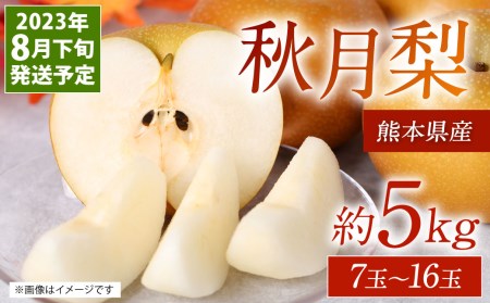 【先行予約】 秋月梨 5kg 7玉~16玉 梨 秋月 八代市 熊本県産