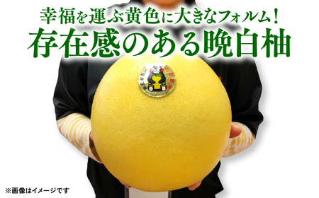 八代特産 晩白柚 （ばんぺいゆ） 2Lサイズ(約2kg)×2玉 柑橘 果物 フルーツ 熊本県産 ばんぺいゆ フルーツ 柑橘 特産品
