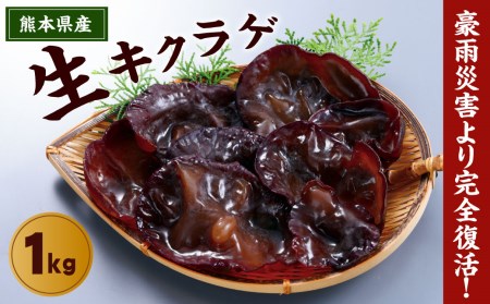 豪雨災害から完全復活! 熊本県産 生キクラゲ 1kg きくらげ