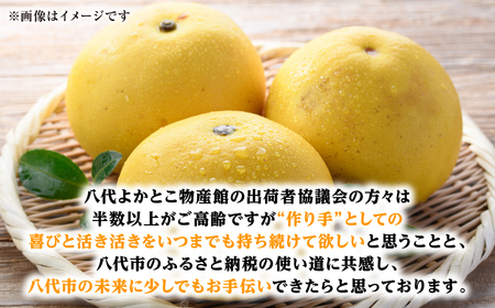 【先行予約】ファーストクイーン 2玉 サラダ感覚 熊本県 八代市産 みかん ザボン 文旦 【2026年10月下旬より順次発送】